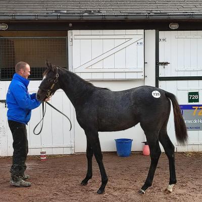 Ventes Arqana