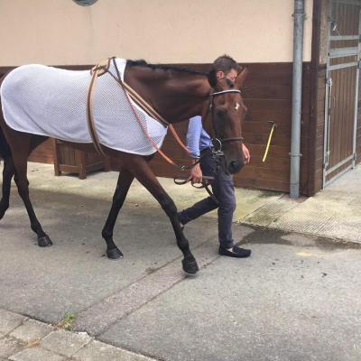 Hippodrome du  Lion d' Angers